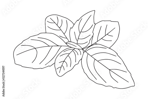 Basil leaf icon. Vector illustration of basil leaves isolated on white background.