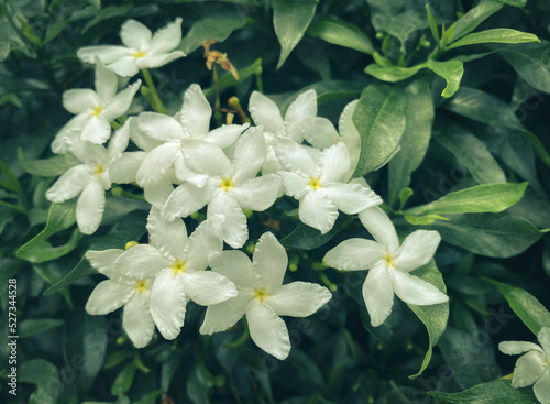 Five-petaled white jasmine flowers are blooming,white color,small five petals with yellow pollen