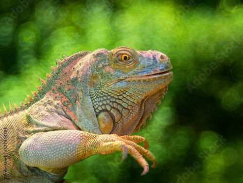 iguana on a green background