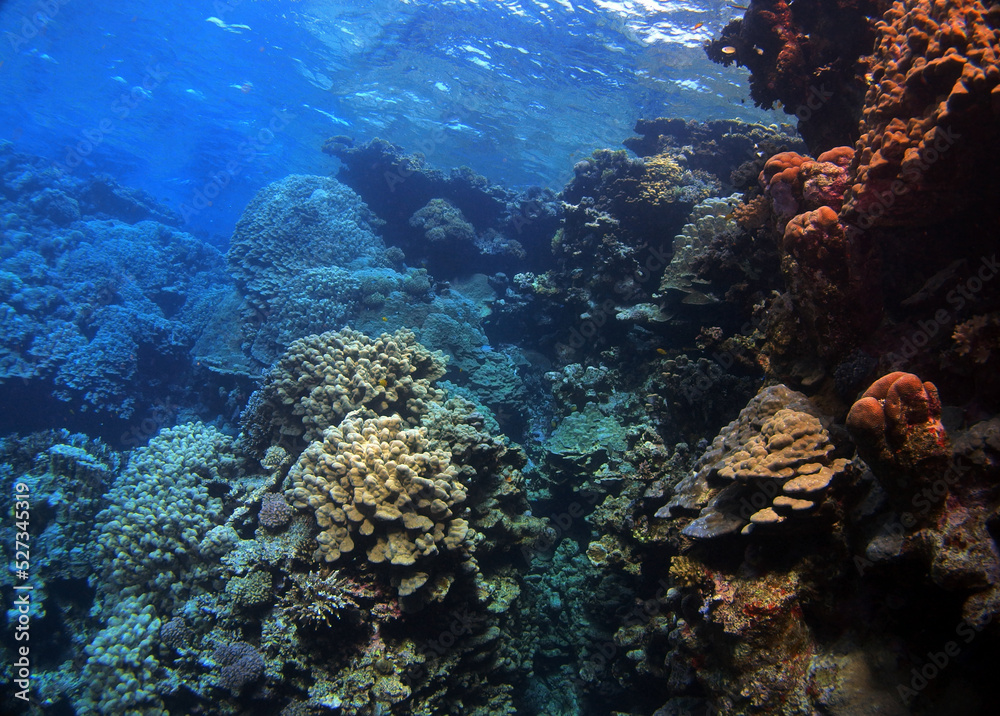 Obraz premium Coral reef near St. Johns island, Red Sea, Egypt
