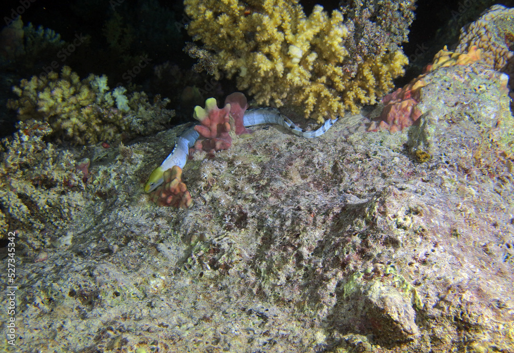 Yellow head moray eel in Red Sea, Egypt
