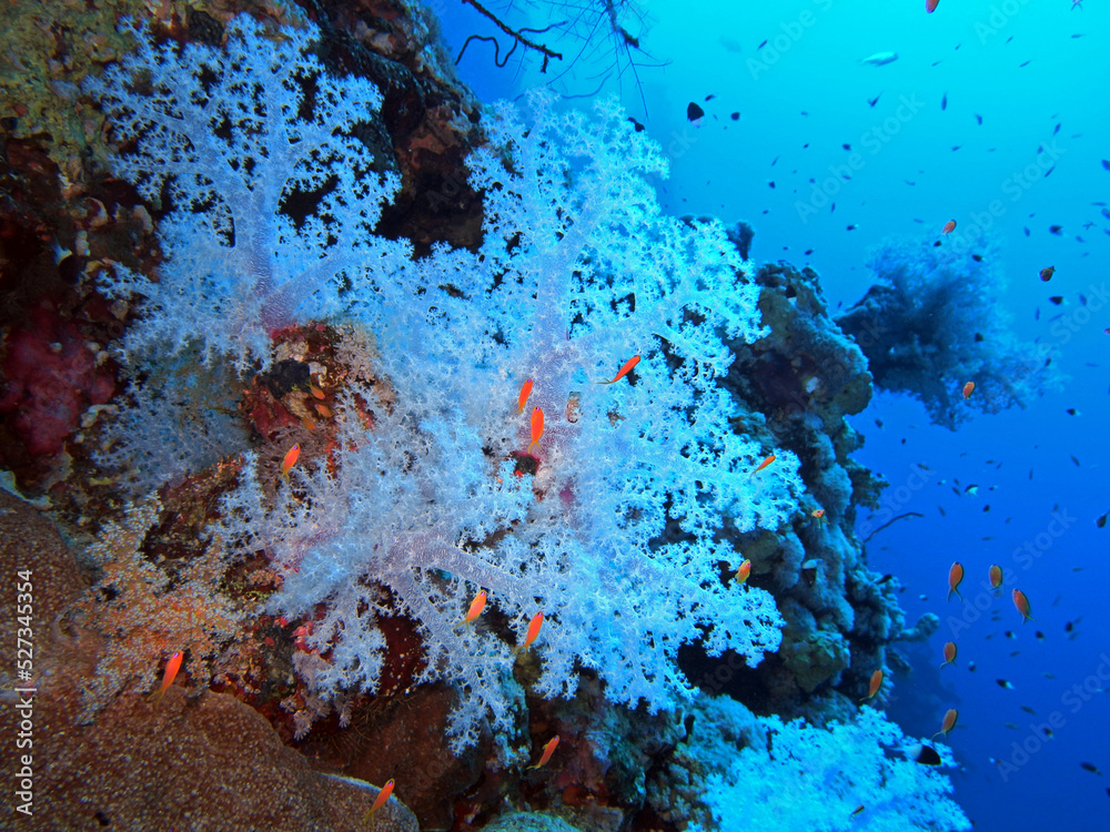Soft coral, Red Sea, Egypt 
