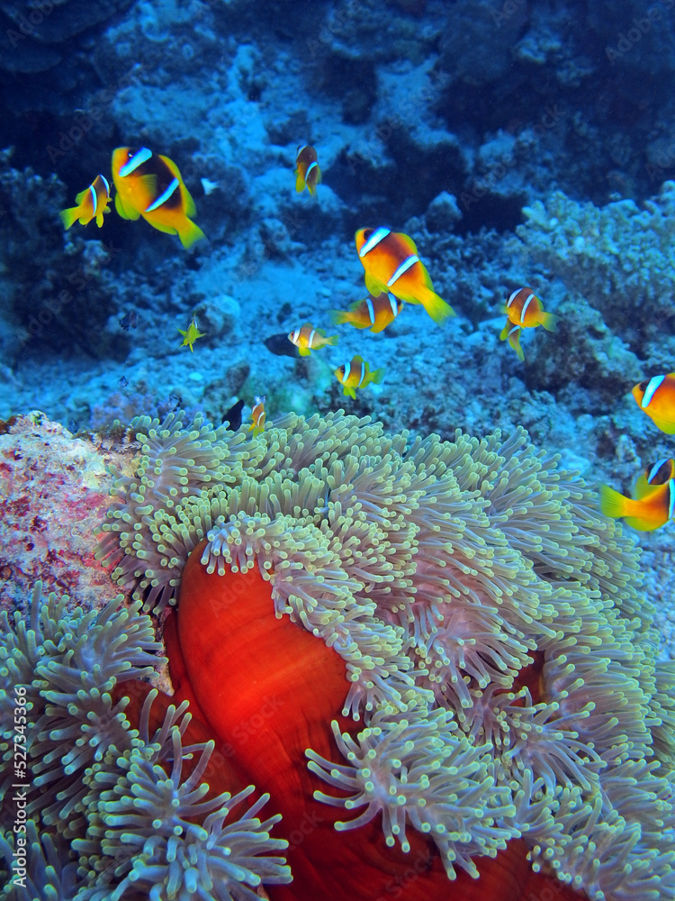 Obraz premium Red Sea Anemonefish, Fury Shoal, Red Sea Egypt 