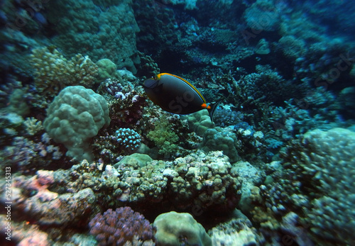 Orangespine unicornfish in Red Sea, Egypt