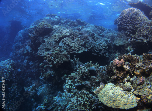 Coral reef near St. Johns island, Red Sea, Egypt