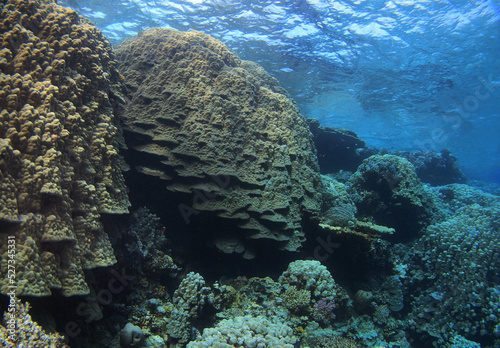 Dome Coral  Porites nodifera  Fury Shoal  Red Sea  Egypt 