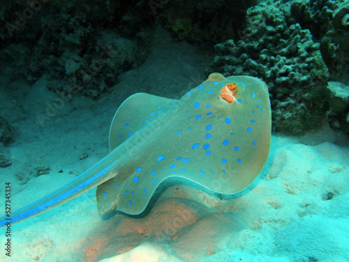 Blue spotted stingray  Red Sea  Egypt