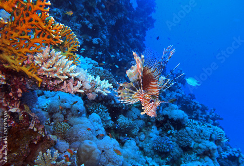 Lion fish, Red Sea, Egypt