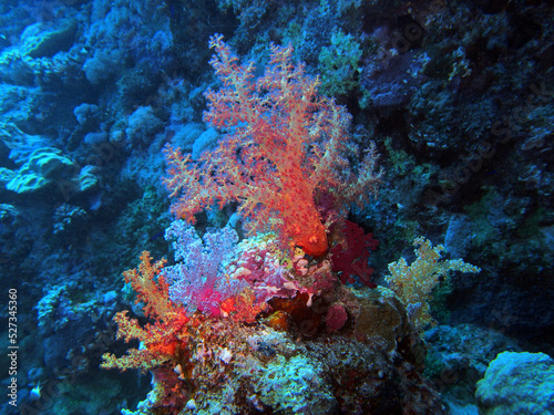  Soft coral  Red Sea  Egypt 