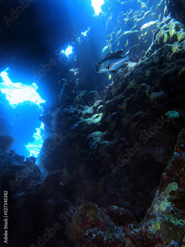 Fototapeta Naklejka Na Ścianę i Meble -  Coral reef near St. Johns island, Red Sea, Egypt