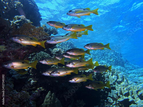 Snappers near St. Johns Reef, Red Sea, Egypt © bayazed