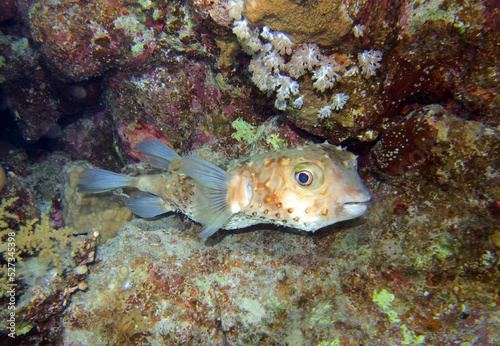 Yellowspotted burrfish, Marsa Mubarak, Marsa Alam area, Egypt