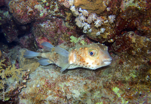 Yellowspotted burrfish, Marsa Mubarak, Marsa Alam area, Egypt photo