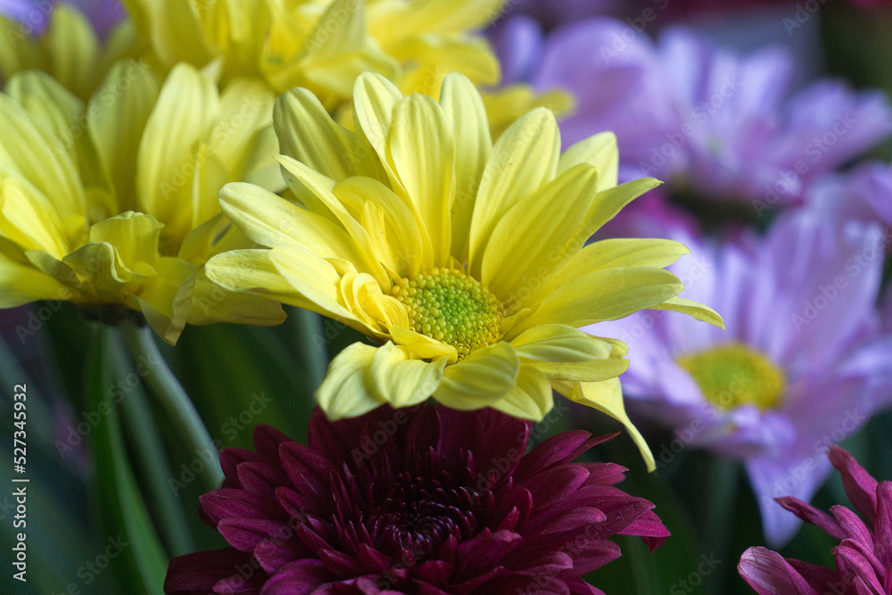 bouquet of yellow chrysanthemums bouquet of yellow chrysanthemums