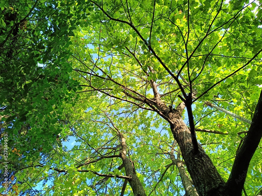 Fototapeta premium trees in the forest