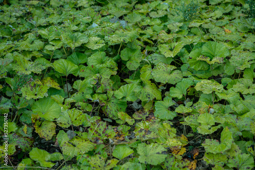 Green leaves are on the ground in the wood. Texture. Outdoor. Season. Greenery. Tiny. Lush. Ivy. Space. Vegetation. Field. Summer. Beauty. Wood. Flora. Lifestyle