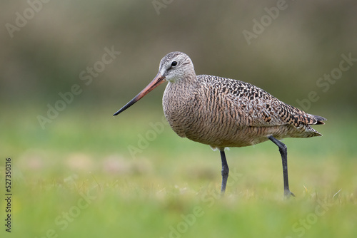 A Marbled godwit walks among the grass at the Ocean Shores Gold Course in Washington.