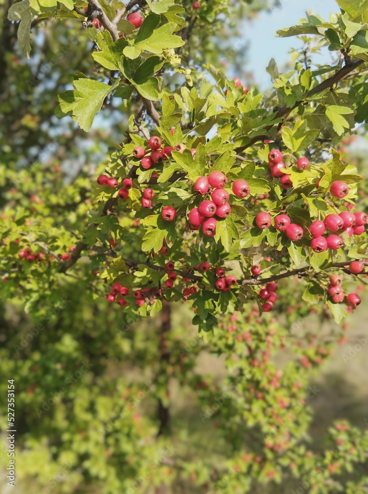 red berries on a tree