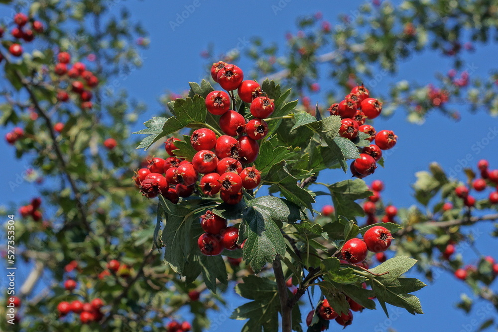  many red berries of dogwood on branches with green leaves in nature against the blue sky