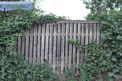 part on a gray wooden wall fence overgrown with green plants with leaves in the street