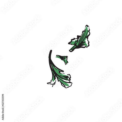 Vector isolated drawing of green parsley. Edible grass sketch