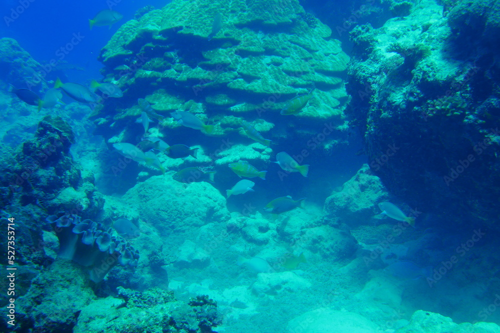 Scuba diving with Manta ray in Yap, Micronesia（Federated States of Micronesia）