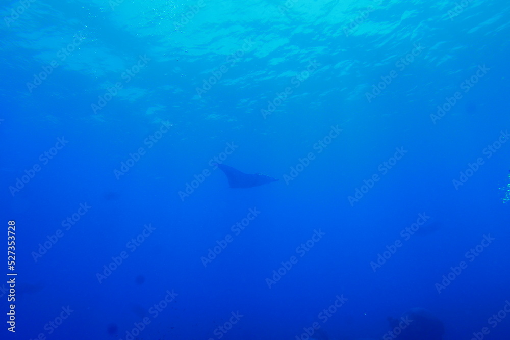 Fototapeta premium Scuba diving with Manta ray in Yap, Micronesia（Federated States of Micronesia）