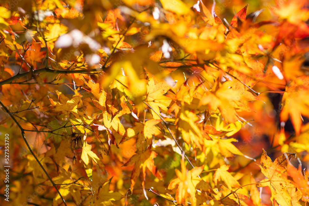 Beautiful autumnal background with maple tree leaves red yellow orange colors at sunny day in China Beautiful autumnal background with maple tree leaves red yellow orange colors at sunny day in China