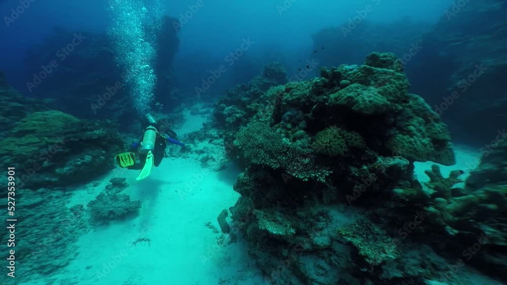 Scuba diving with Manta ray in Yap, Micronesia（Federated States of Micronesia）