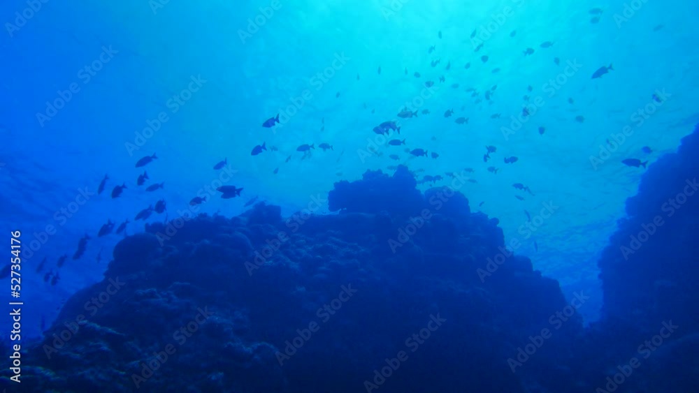 Scuba diving with Manta ray in Yap, Micronesia(Federated States of Micronesia) Scuba diving with Manta ray in Yap, Micronesia(Federated States of Micronesia)