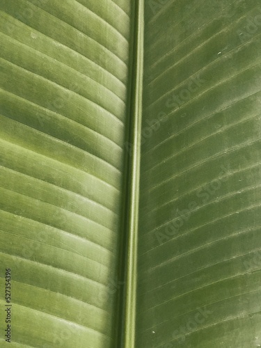 Textura de hoja tropical photo