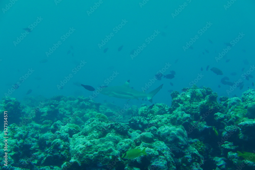 Scuba diving with Manta ray in Yap, Micronesia(Federated States of Micronesia) Scuba diving with Manta ray in Yap, Micronesia(Federated States of Micronesia)