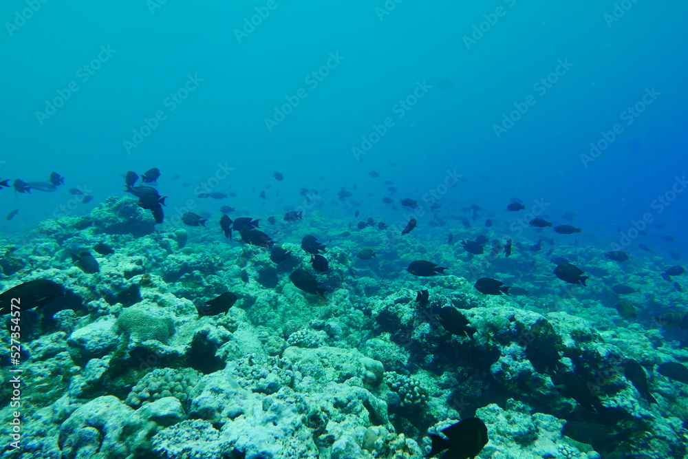 Scuba diving with Manta ray in Yap, Micronesia(Federated States of Micronesia) Scuba diving with Manta ray in Yap, Micronesia(Federated States of Micronesia)