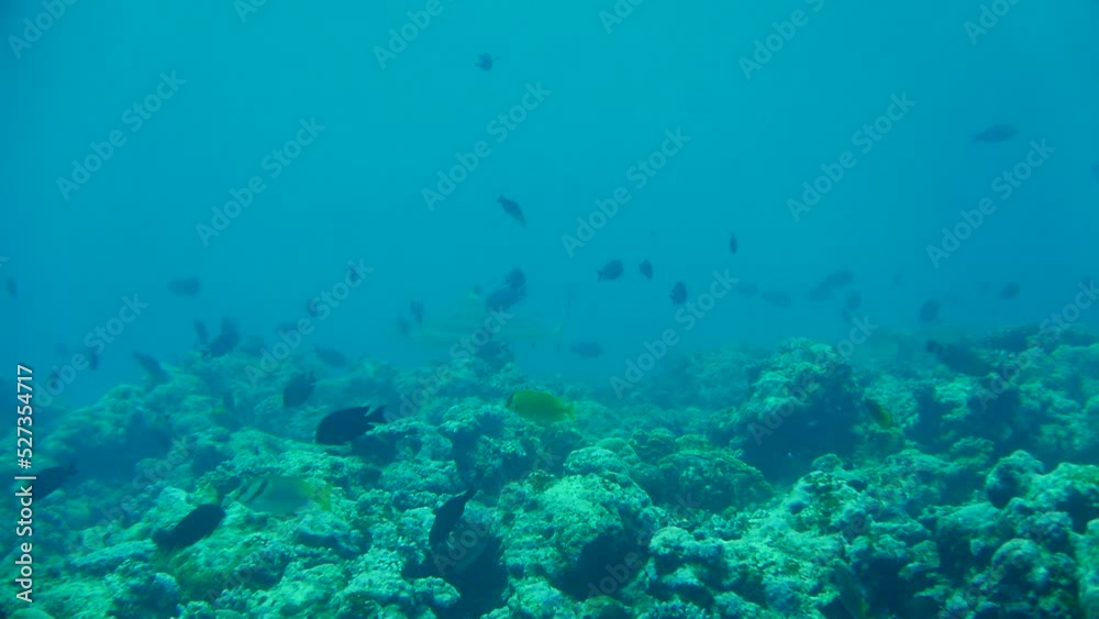 Scuba diving with Manta ray in Yap, Micronesia(Federated States of Micronesia) Scuba diving with Manta ray in Yap, Micronesia(Federated States of Micronesia)