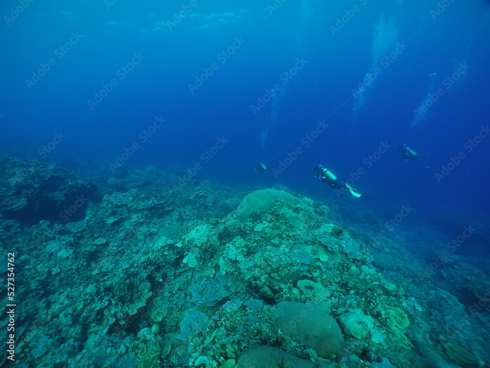 Fototapeta premium Scuba diving with Manta ray in Yap, Micronesia（Federated States of Micronesia）