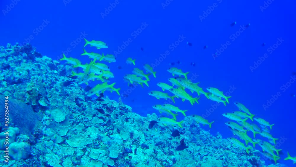 Scuba diving with Manta ray in Yap, Micronesia(Federated States of Micronesia) Scuba diving with Manta ray in Yap, Micronesia(Federated States of Micronesia)