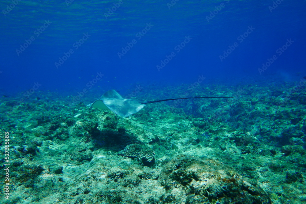 Scuba diving with Manta ray in Yap, Micronesia（Federated States of Micronesia）