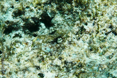 Scuba diving with Manta ray in Yap  Micronesia   Federated States of Micronesia   