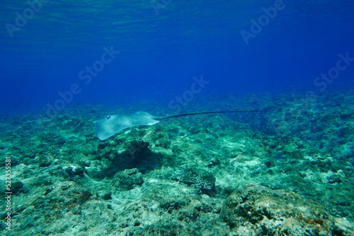 Scuba diving with Manta ray in Yap, Micronesia（Federated States of Micronesia）