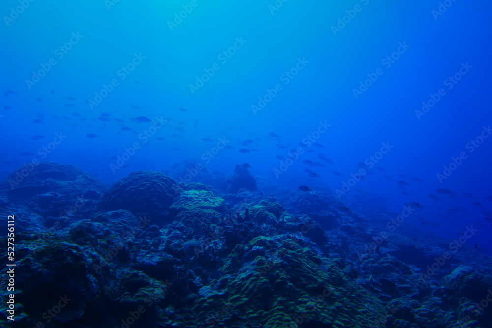 Scuba diving with Manta ray in Yap, Micronesia（Federated States of Micronesia）