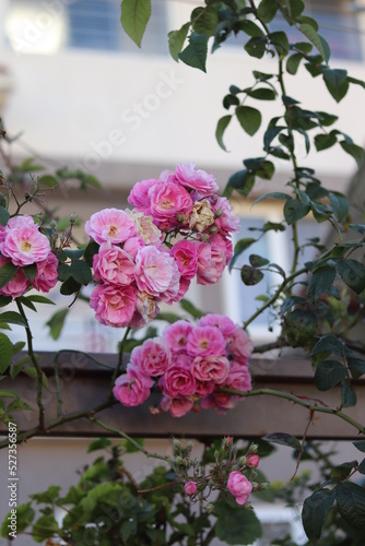 bouquet of roses