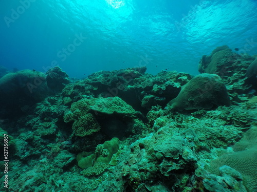 Fototapeta Naklejka Na Ścianę i Meble -  Scuba diving with Manta ray in Yap, Micronesia（Federated States of Micronesia）
