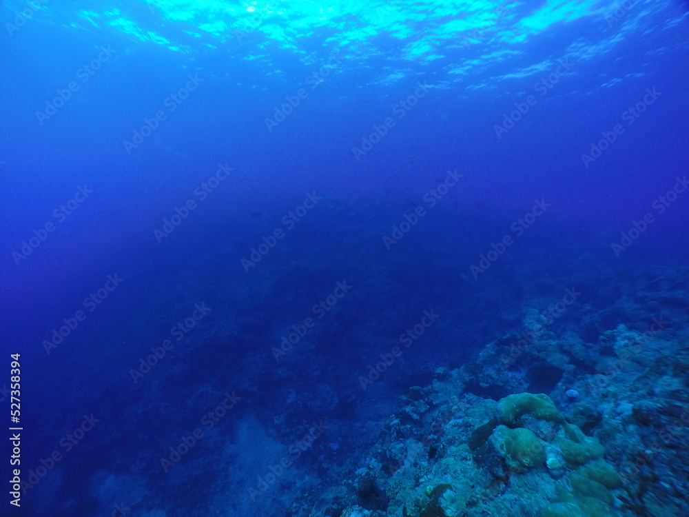 Scuba diving with Manta ray in Yap, Micronesia（Federated States of Micronesia）