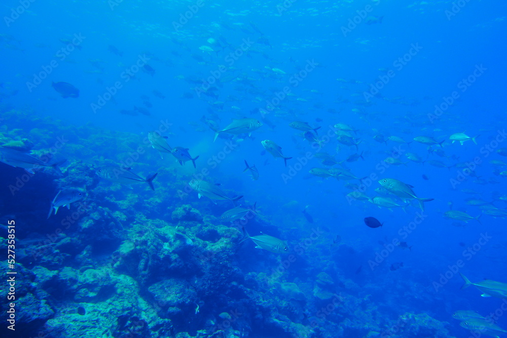 Scuba diving with Manta ray in Yap, Micronesia(Federated States of Micronesia) Scuba diving with Manta ray in Yap, Micronesia(Federated States of Micronesia)