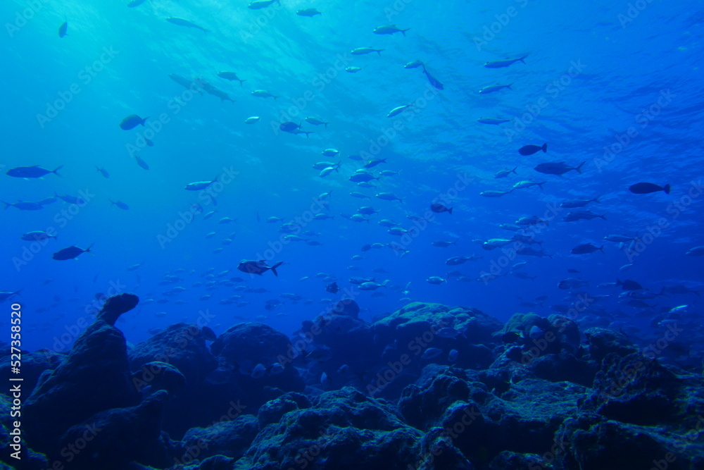 Scuba diving with Manta ray in Yap, Micronesia（Federated States of Micronesia）