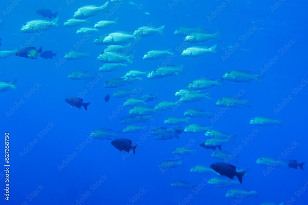 Scuba diving with Manta ray in Yap, Micronesia(Federated States of Micronesia) Scuba diving with Manta ray in Yap, Micronesia(Federated States of Micronesia)