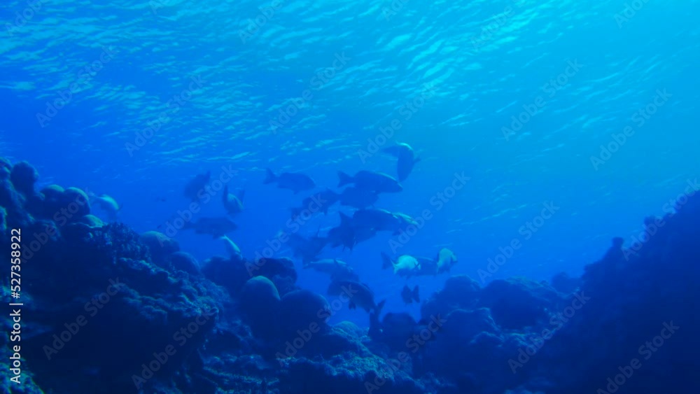 Scuba diving with Manta ray in Yap, Micronesia(Federated States of Micronesia) Scuba diving with Manta ray in Yap, Micronesia(Federated States of Micronesia)
