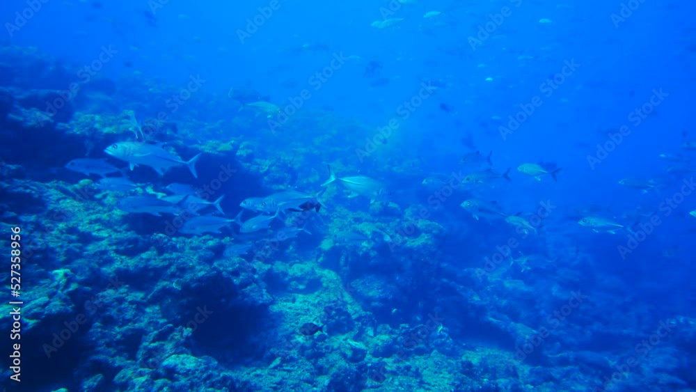 Scuba diving with Manta ray in Yap, Micronesia(Federated States of Micronesia) Scuba diving with Manta ray in Yap, Micronesia(Federated States of Micronesia)