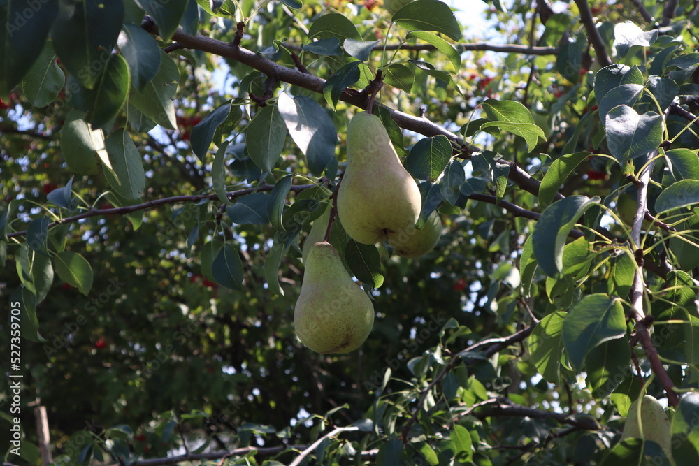 pear on tree pear on tree