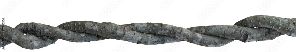 Fototapeta premium Twisted dried Liana jungle vine.